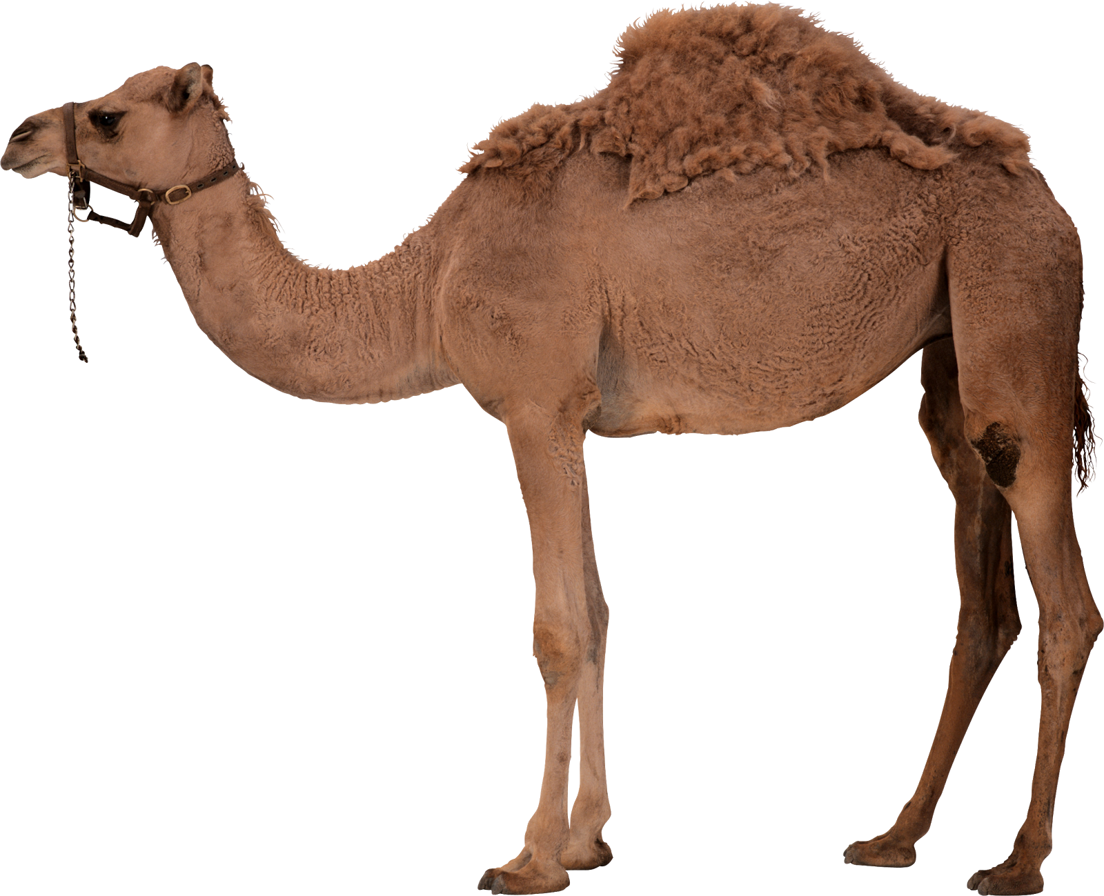 احلى الصور حيوانات - KibrisPDR