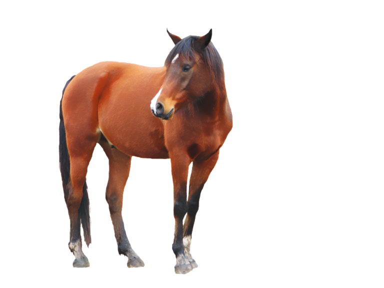 خلفية خيل - KibrisPDR