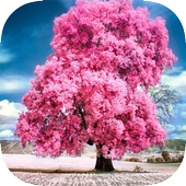 7 رقم مجموعة الصور