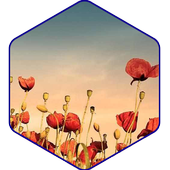 10 رقم مجموعة الصور