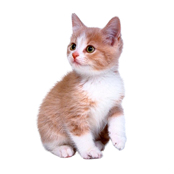 7 رقم مجموعة الصور