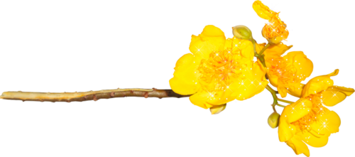 19 رقم مجموعة الصور