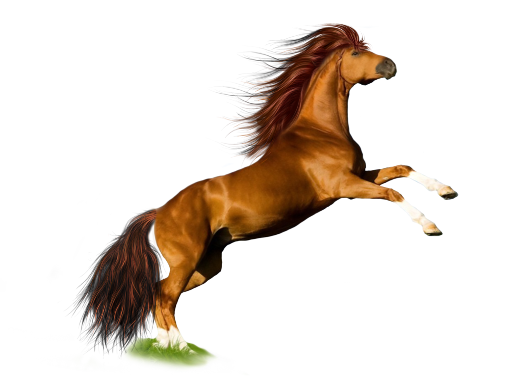 خيل ازرق - KibrisPDR