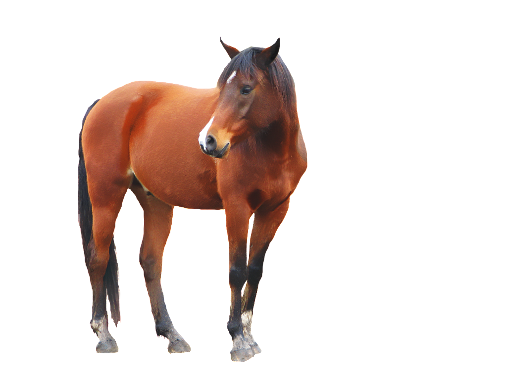 خيل جميل - KibrisPDR