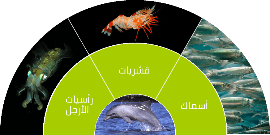 9 رقم مجموعة الصور