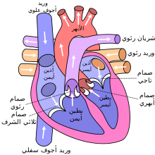 4 رقم مجموعة الصور