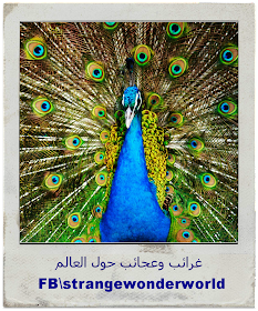 12 رقم مجموعة الصور