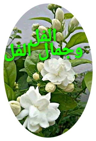 7 رقم مجموعة الصور