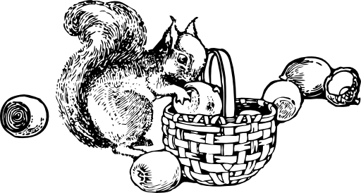 سنجاب ياكل - KibrisPDR