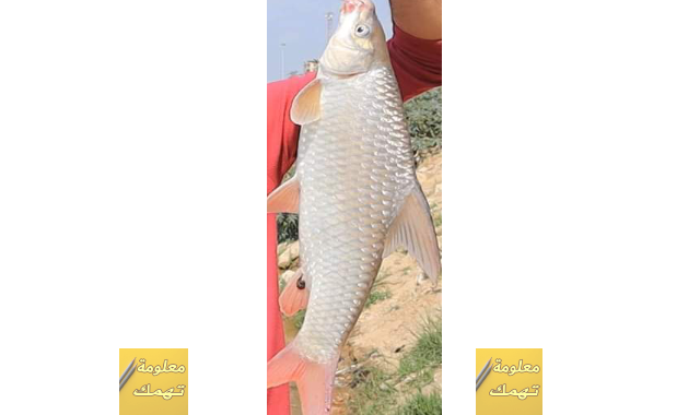 11 رقم مجموعة الصور