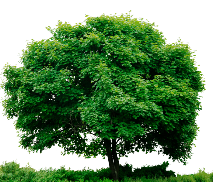 شجرة صغيرة - KibrisPDR