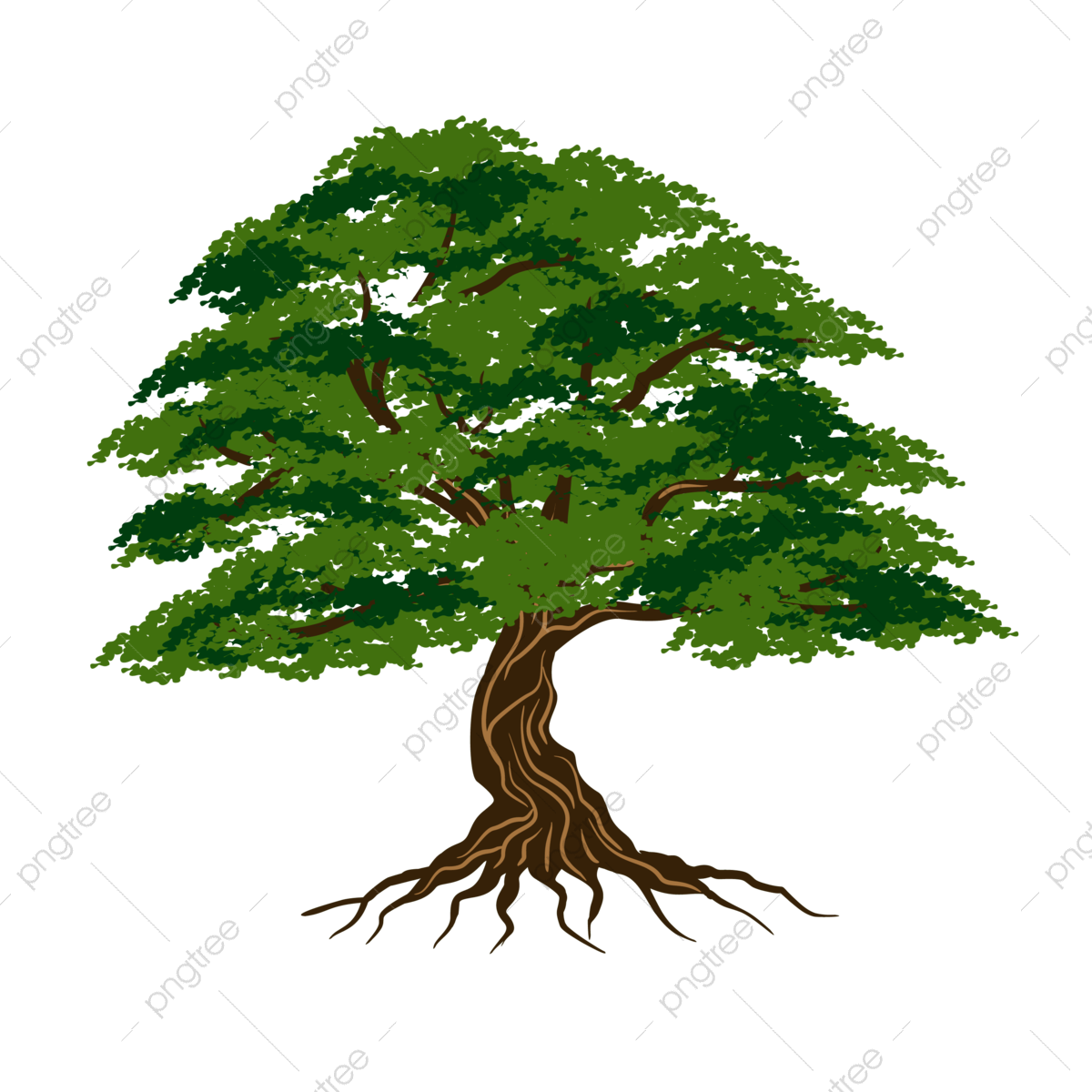 شجره البلوط - KibrisPDR