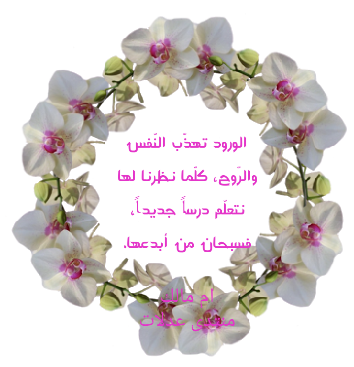 8 رقم مجموعة الصور