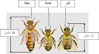 9 رقم مجموعة الصور