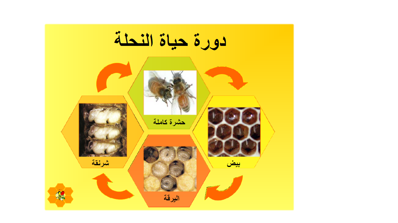 11 رقم مجموعة الصور
