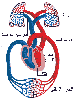 12 رقم مجموعة الصور