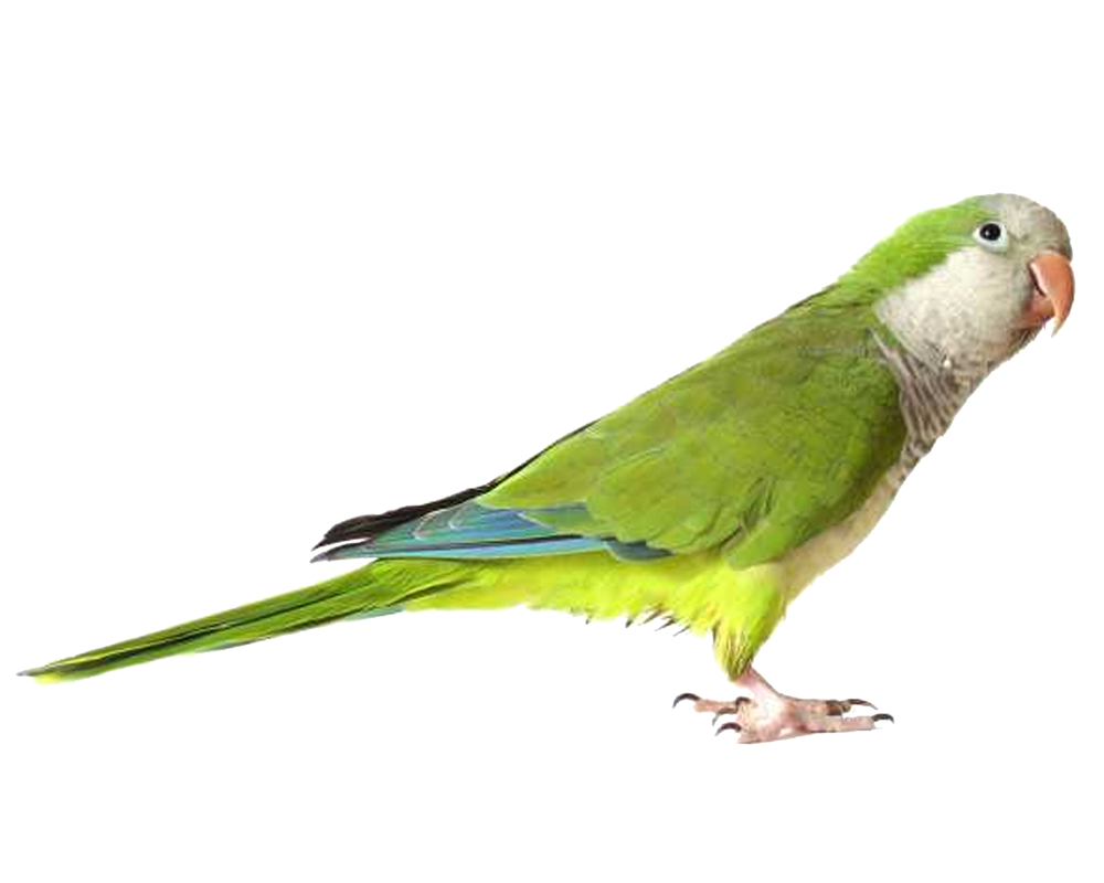 2 رقم مجموعة الصور