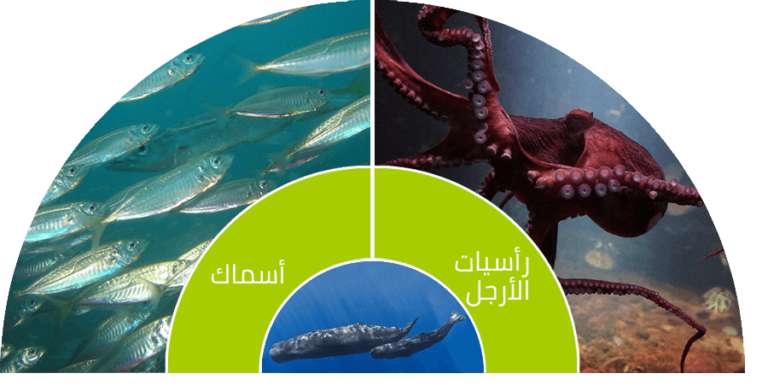 صور العنبر - KibrisPDR