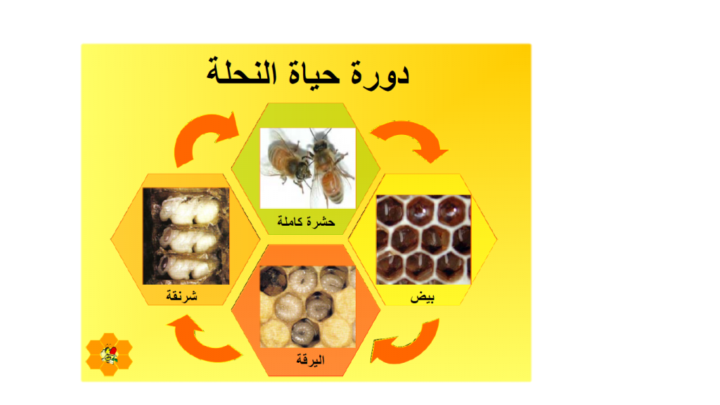 2 رقم مجموعة الصور