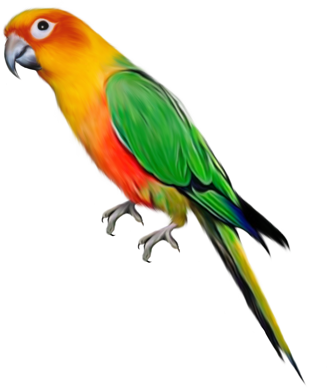 صور ببغاء - KibrisPDR