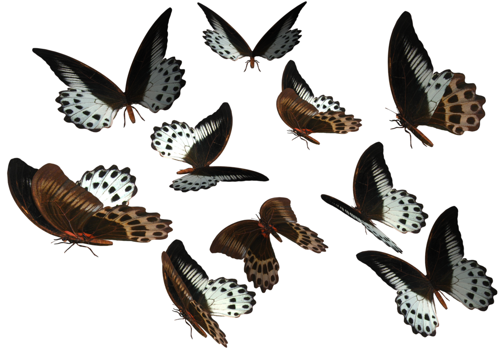 صور بصيغة Png - KibrisPDR