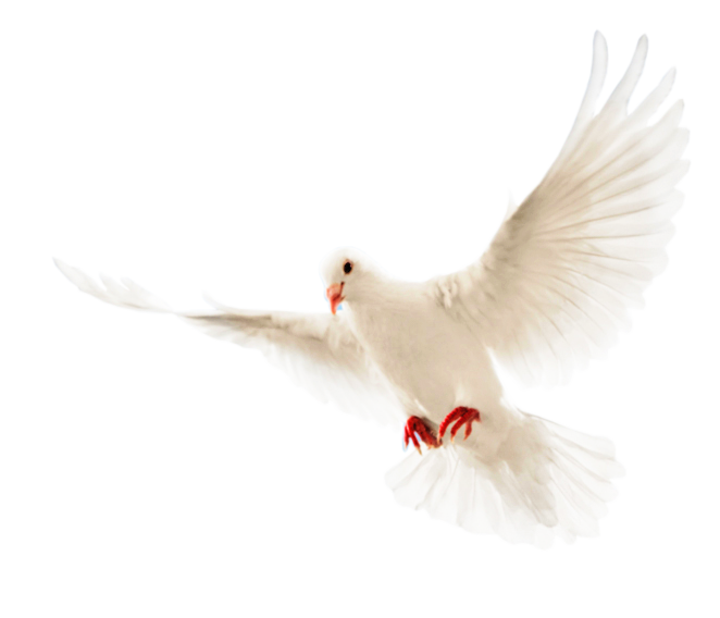 13 رقم مجموعة الصور