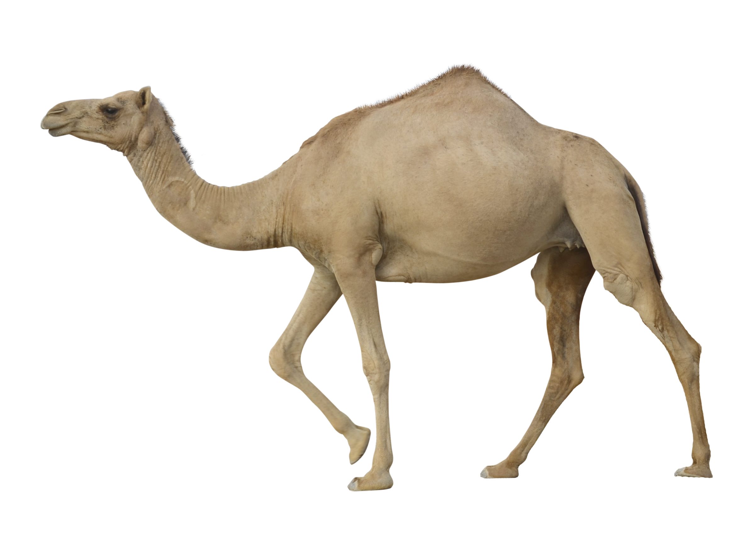 7 رقم مجموعة الصور