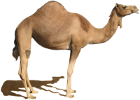 8 رقم مجموعة الصور