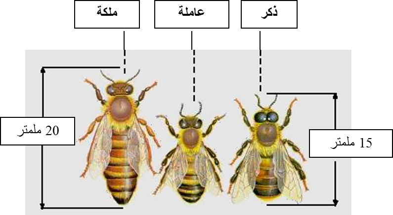5 رقم مجموعة الصور