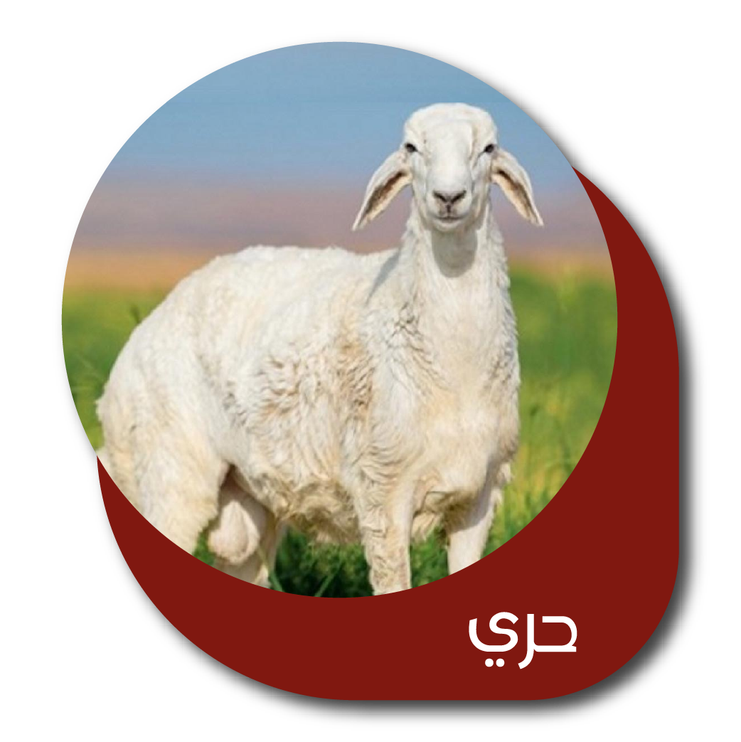 6 رقم مجموعة الصور