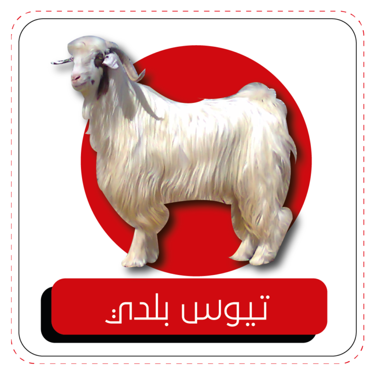 صور ذبيحه - KibrisPDR