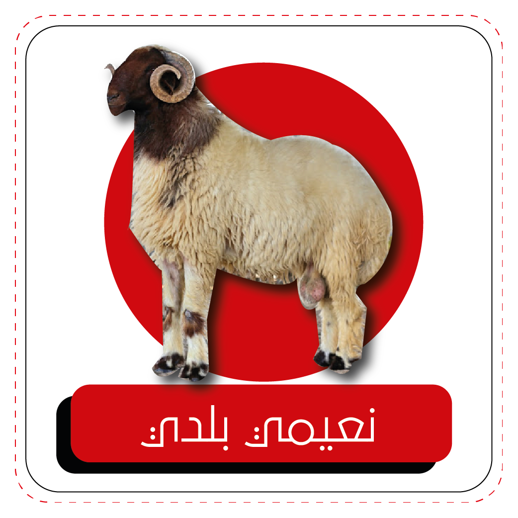 2 رقم مجموعة الصور