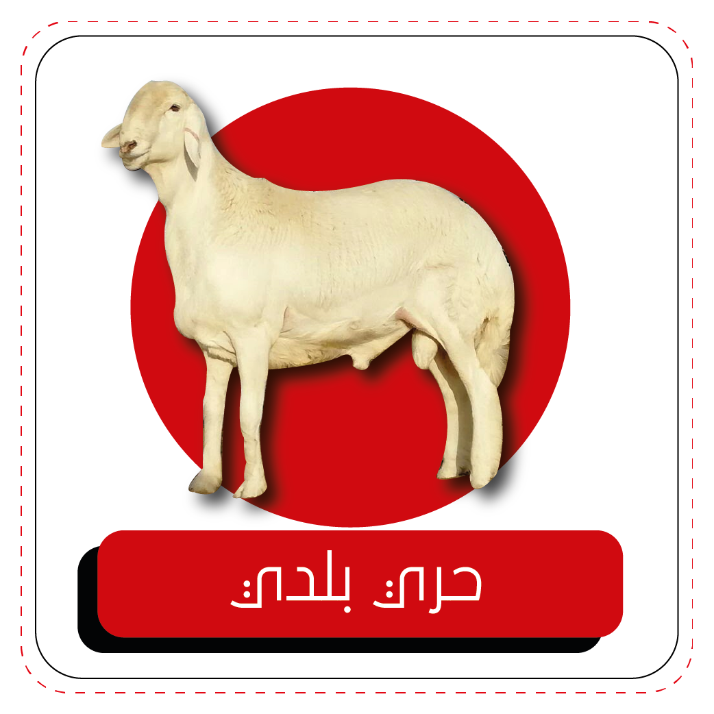 5 رقم مجموعة الصور