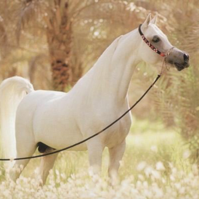 صور عن الخيل - KibrisPDR