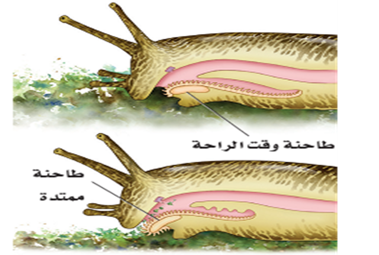 2 رقم مجموعة الصور