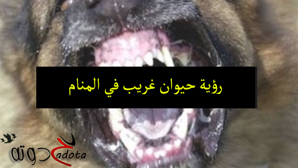 2 رقم مجموعة الصور