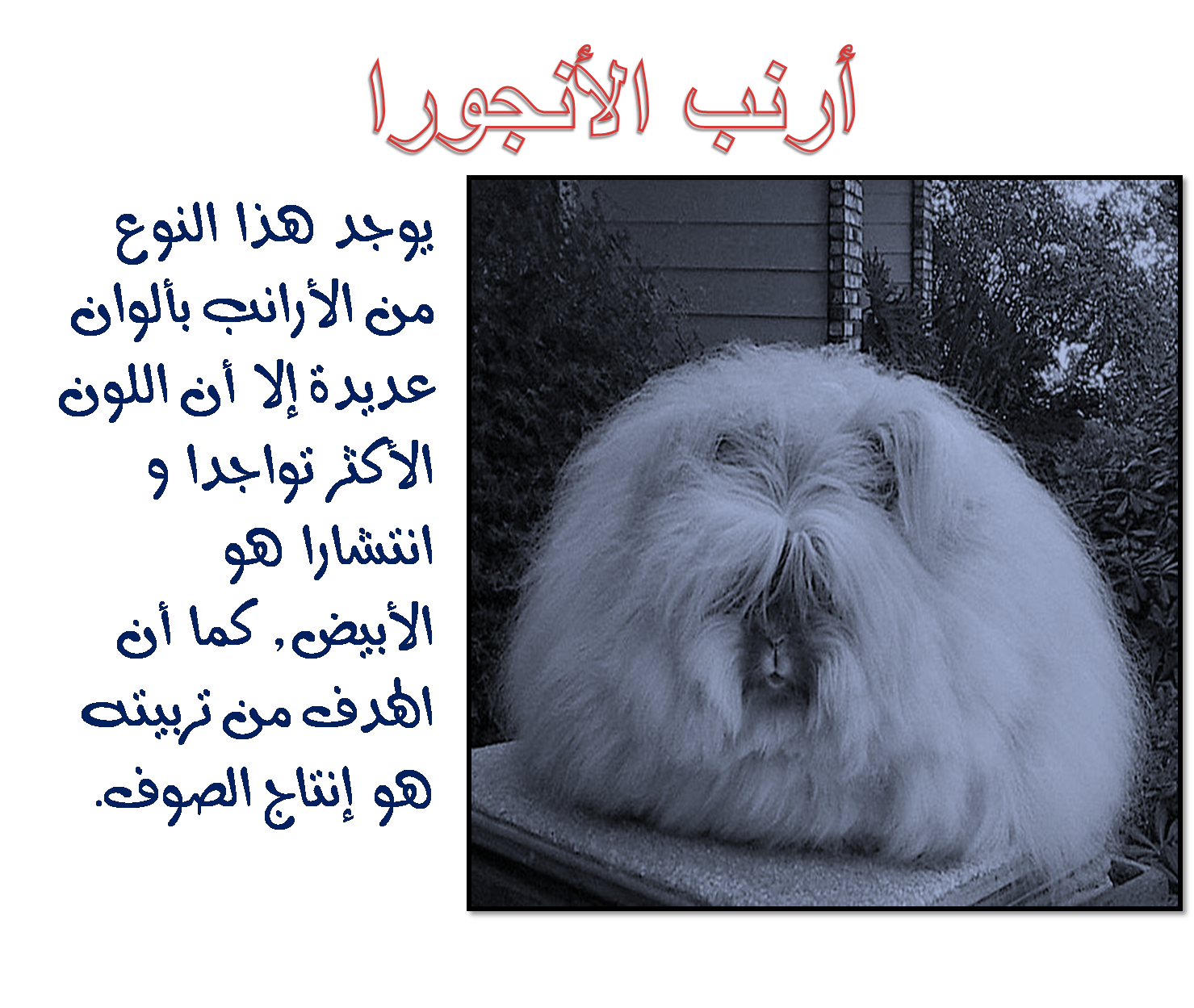 12 رقم مجموعة الصور