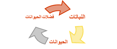 8 رقم مجموعة الصور