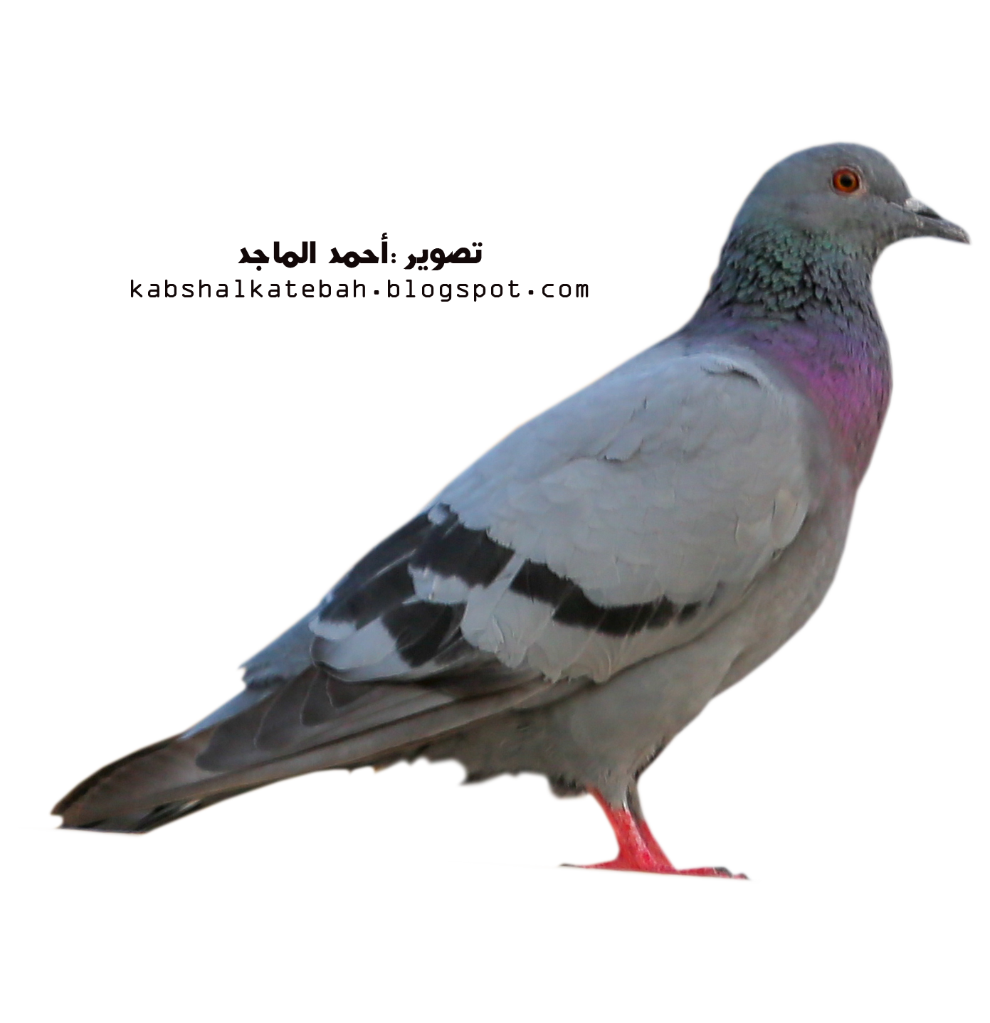 15 رقم مجموعة الصور