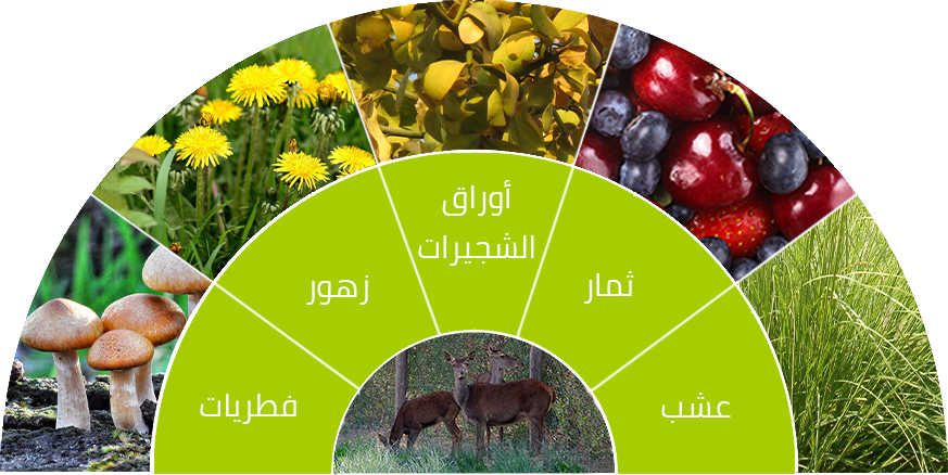 البربري - KibrisPDR