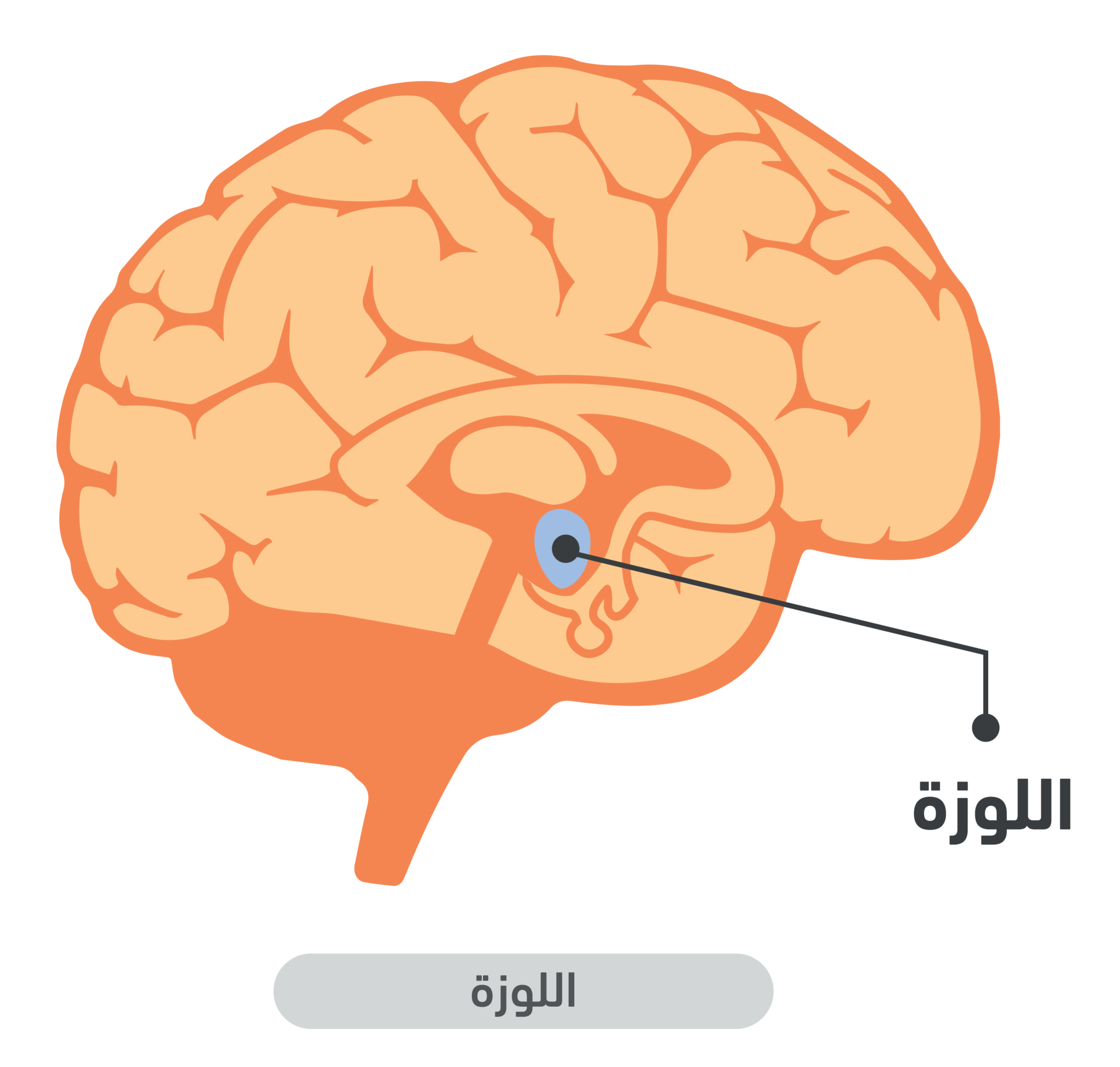 7 رقم مجموعة الصور