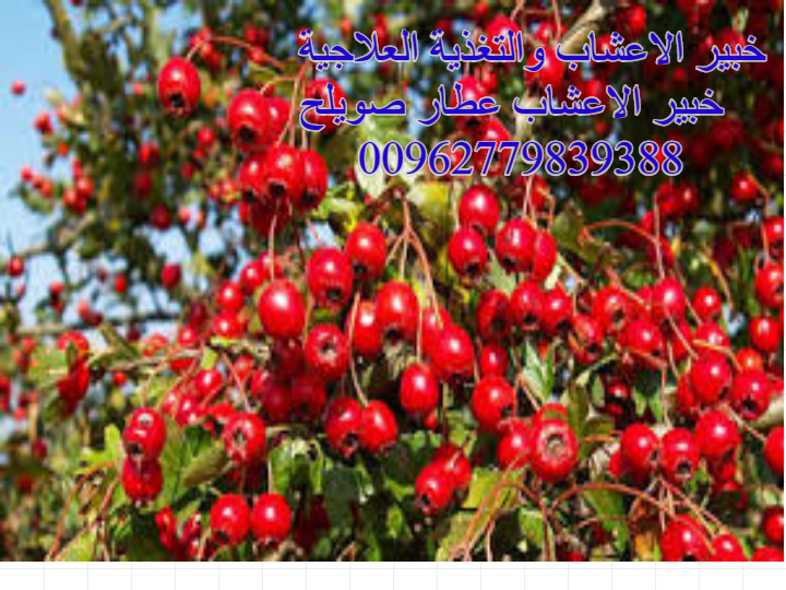 البس البري - KibrisPDR