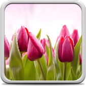 15 رقم مجموعة الصور