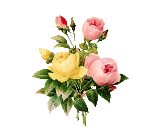 12 رقم مجموعة الصور