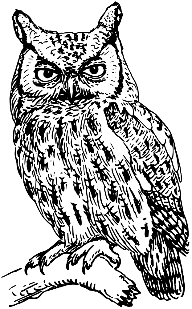 صورة البومه - KibrisPDR