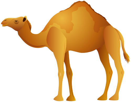 11 رقم مجموعة الصور