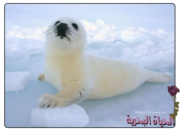 3 رقم مجموعة الصور