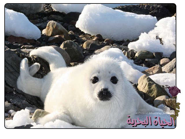 4 رقم مجموعة الصور