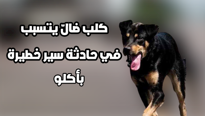 14 رقم مجموعة الصور
