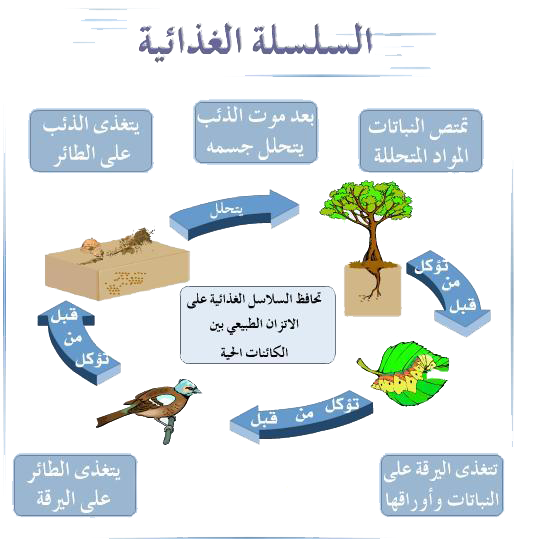 12 رقم مجموعة الصور